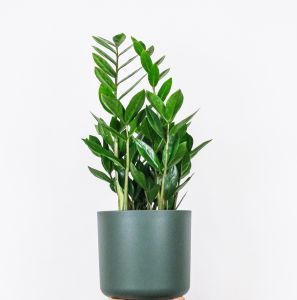 Zamioculcas - Zamia