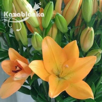 Ljiljan narandžasti