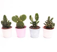 Kaktusi raznih oblika