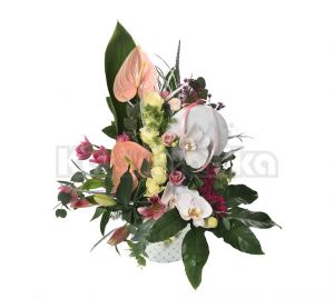 Anturijum sa ružama, lalama, phalaenopsis orhidejama, karanfilima i dekoracijom u kutiji