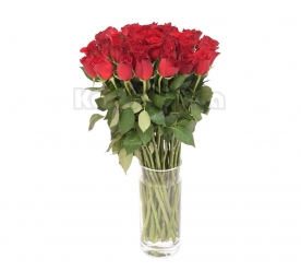 Holandska crvena ruža