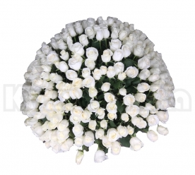 365 belih ruža u korpi