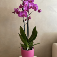 Phalaenopsis orhideja sa 2 grane