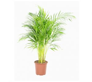 Dypsis 100cm