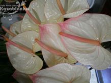 Anturium belo-roze