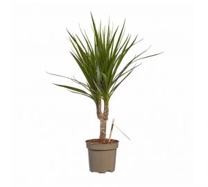 Dracena