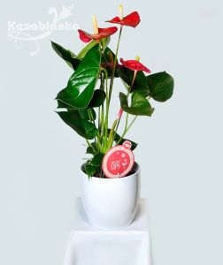 SISC 04.  Anthurium Sierra - Anturijum