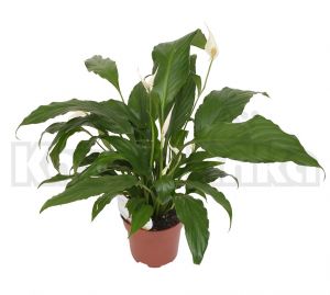 Spathiphyllum Sweet